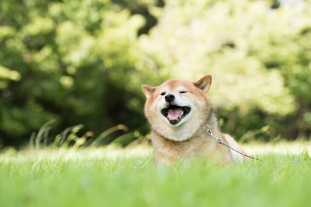 生活保護はペットありでも可！猫や犬は生活保護条件中では贅沢となる？