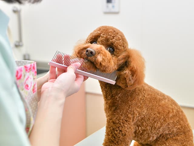 トリミングサロン開業に必要な保険とは？【ペット事業者】