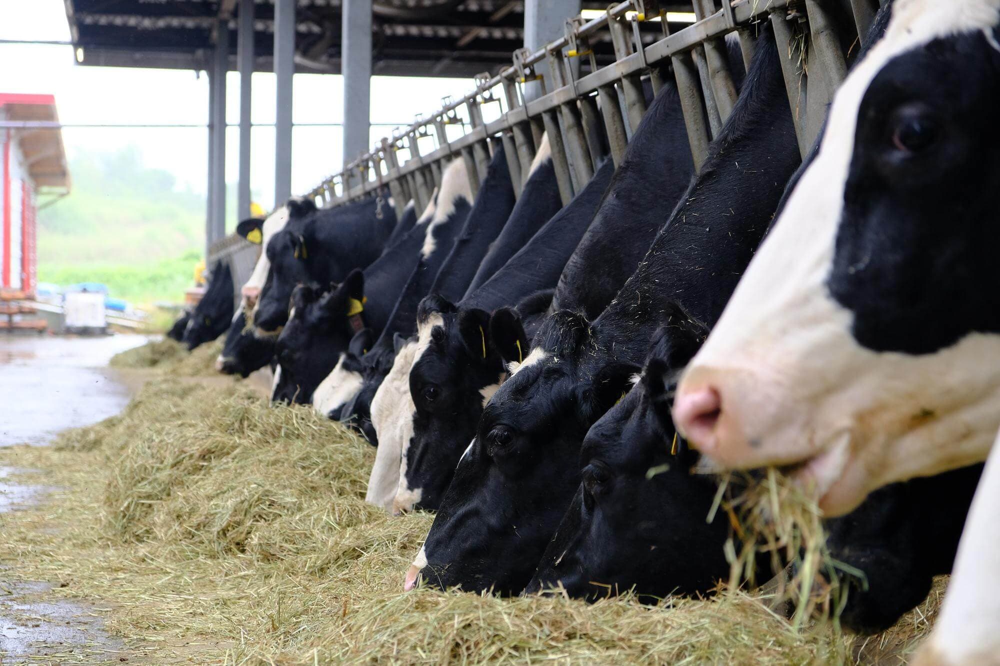 畜産業経営に必要な損害保険や家畜共済を実際の事例を用いて解説！